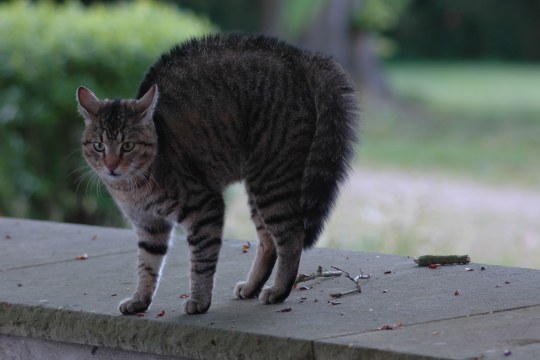 Getigerte Hauskatze steht auf einer Mauer und macht einen Buckel | © Thomas Staab