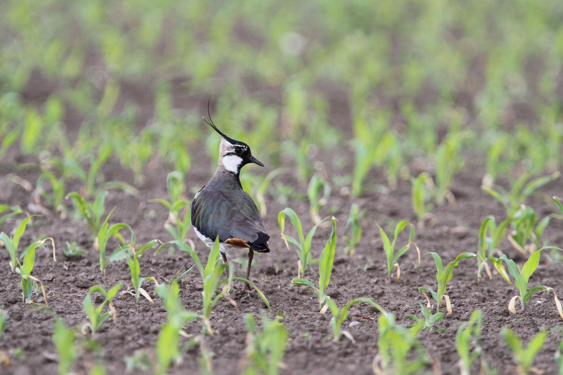 Kiebitz auf Feld | © Dr. Christoph Moning