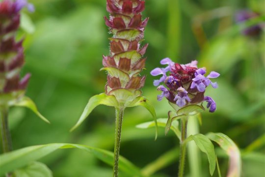 Kleine Braunelle | ©Franziska Wenger