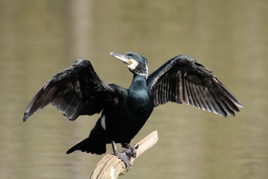 Kormoran mit ausgebreiteten Flügeln | © Heinz Tuschl
