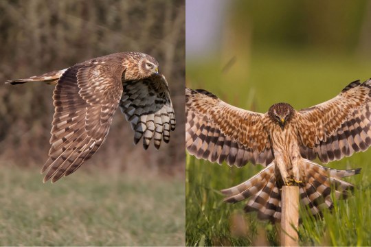 Kornweihe links Wiesenweihe rechts | © Gunther Zieger / Herbert Henderkes