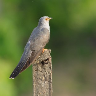 Kuckuck auf Ansitz | © Heinz Tuschl