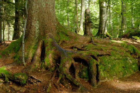 Bayerischer Wald | © Dr. Pfeuffer