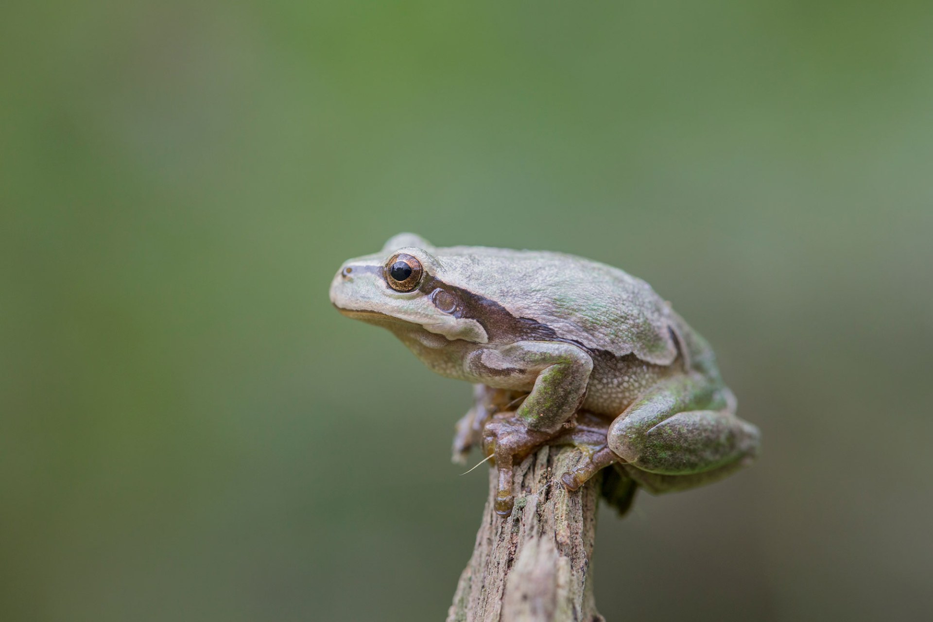 Laubfrosch sitzt auf der Spitze eine Asts von der Seite fotografiert |© Ralph Sturm