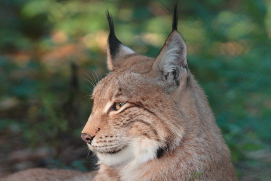 Luchs | © Andreas Hartl