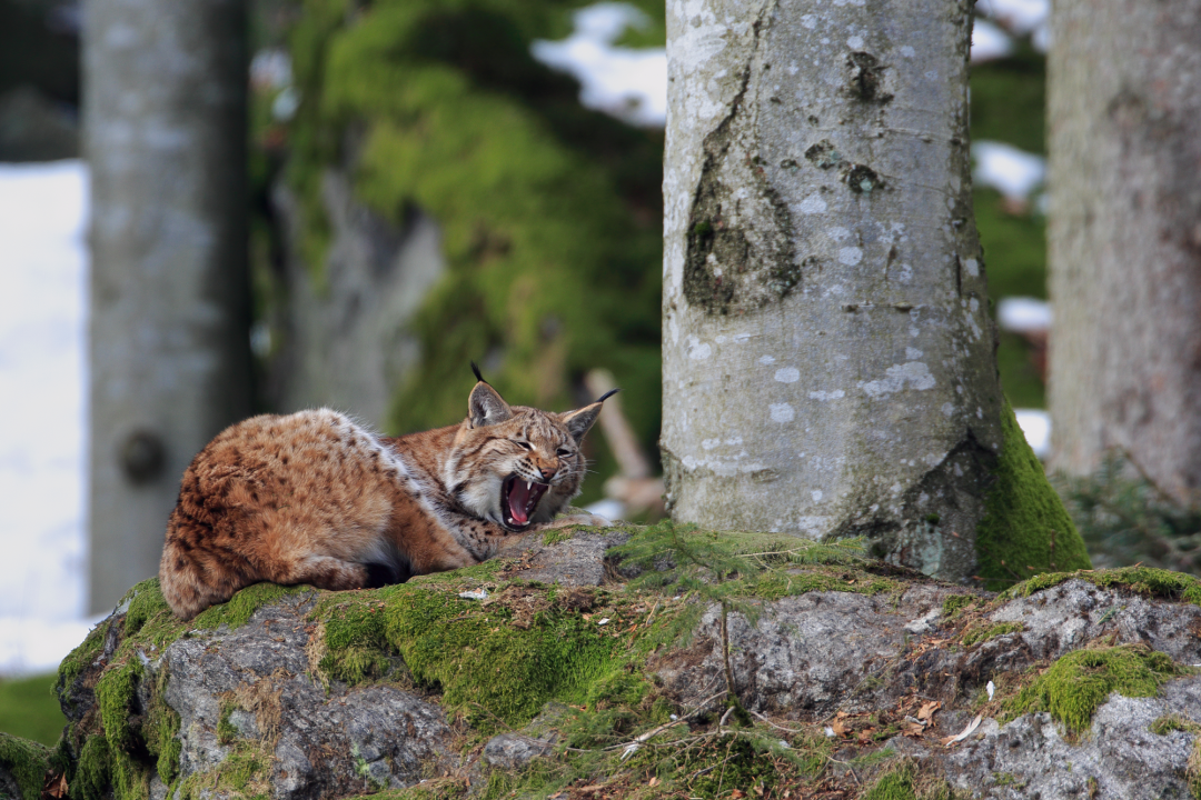 Luchs sitzt auf moosigem Waldboden und gähnt | © Masur Stefan