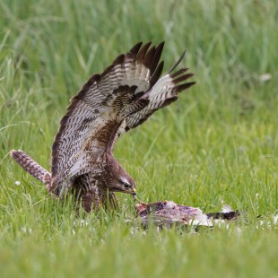 Mäusebussard mit Beute auf einer grünen Wiese, die Flügel sind nach oben ausgebreitet | © Marcus Bosch