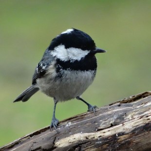 Tannenmeise sitzt auf einem Baumstumpf und schaut nach rechts | © Maria Bauer