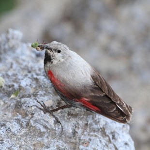 Mauerläufer-Weibchen mit grüner Nahrung im Schnabel | © Hans-Joachim Fünfstück