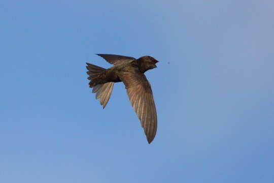 Mauersegler im Flug am blauen Himmel | © Zdenek Tunka