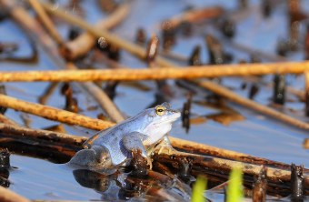 Moorfrosch in blau | © Manfred Waldhier