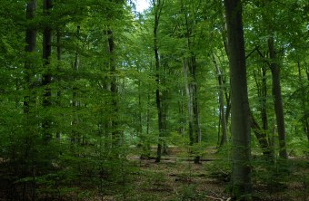 Naturnaher Buchenwald in der Rhön | © Eberhard Pfeuffer