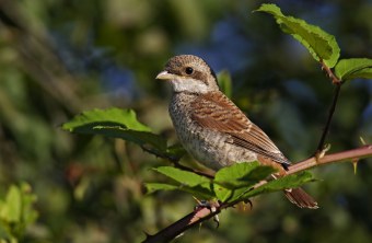 Neuntöter-Jungvogel auf einem Ast | © Marcus Bosch