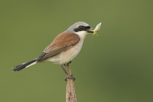 Neuntöter-Männchen mit Beute | © Rosl Rößner