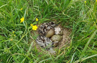 Nistmulde mit Brachvogelküken | © Verena Rupprecht