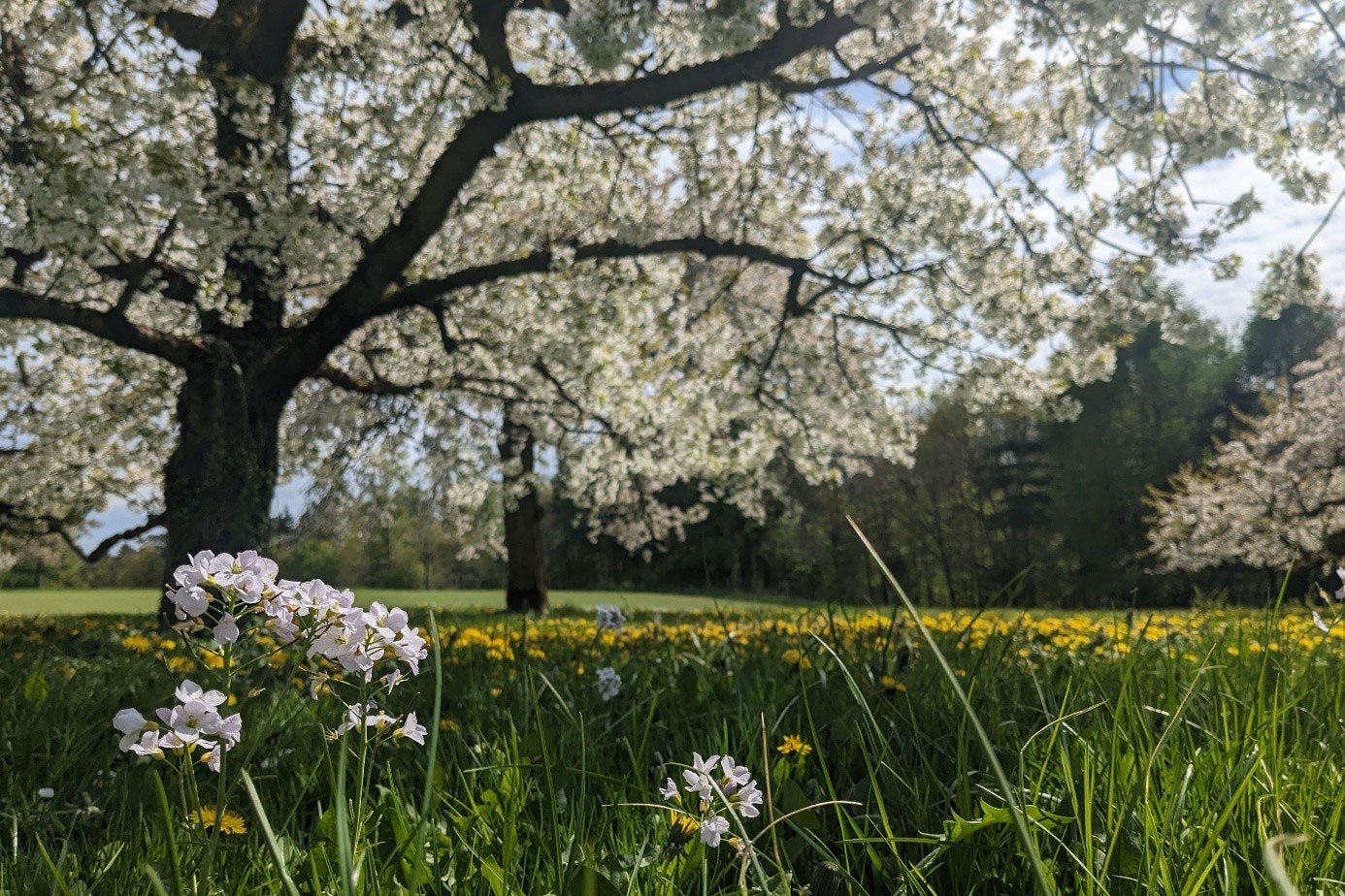 Streuobstwiese an Nuschelberg | © Leonie Gloss