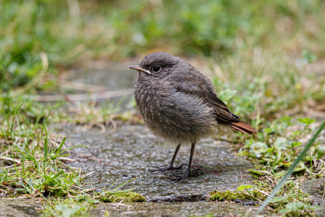 Hausrotschwanz Jungvogel | © Andreas Hartl