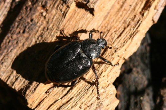 Eremit | © Christoph Moning