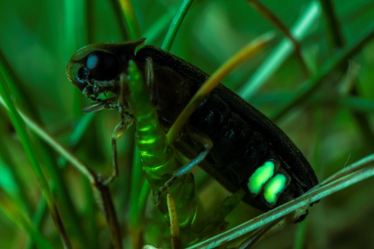 Leuchtkäfer im Gras | © Ralph Sturm