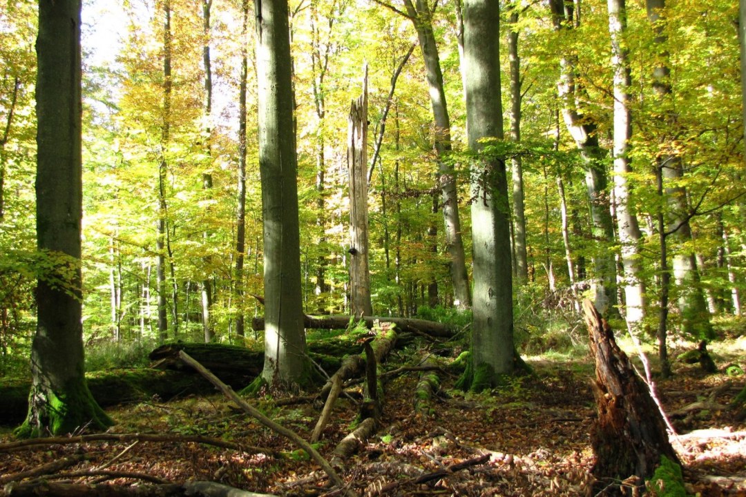 Wälder im Spessart | © Thomas Staab