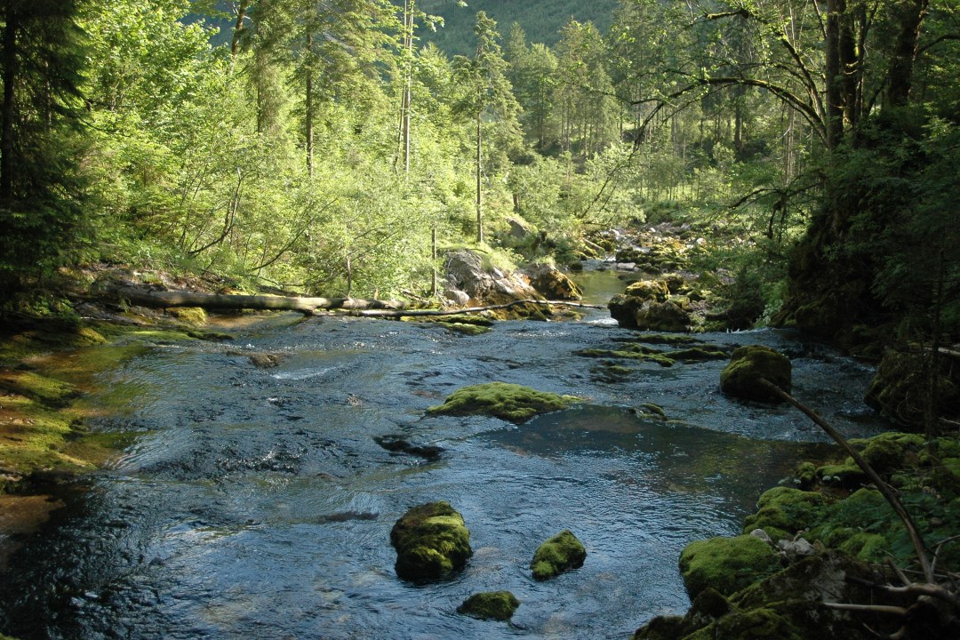 Naturnahes Gewässer  | © Eva Schubert