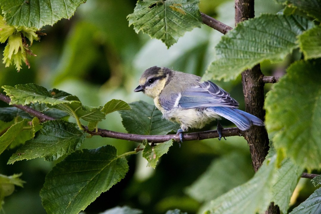 Junge Blaumeise | © Richard Straub