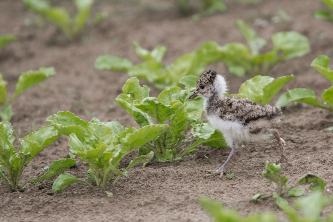Kiebitzküken | © Ralph Sturm