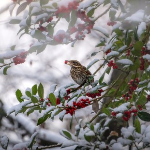 Rotdrossel| © Marie Brettschneider