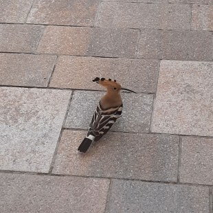 Wiedehopf auf Terrasse | © Ralf Kien