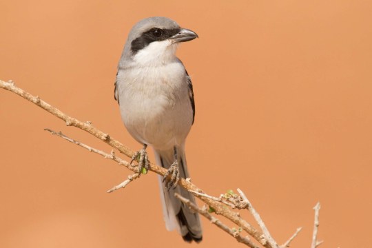 Raubwürger | © Rosl Rößner