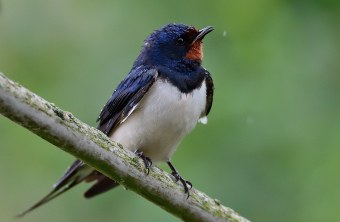 Eine Rauschwalbe sitzt auf einem Ast und sieht mit leicht nach oben gedrehtem Kopf in die Kamera | © Andrea Kammer