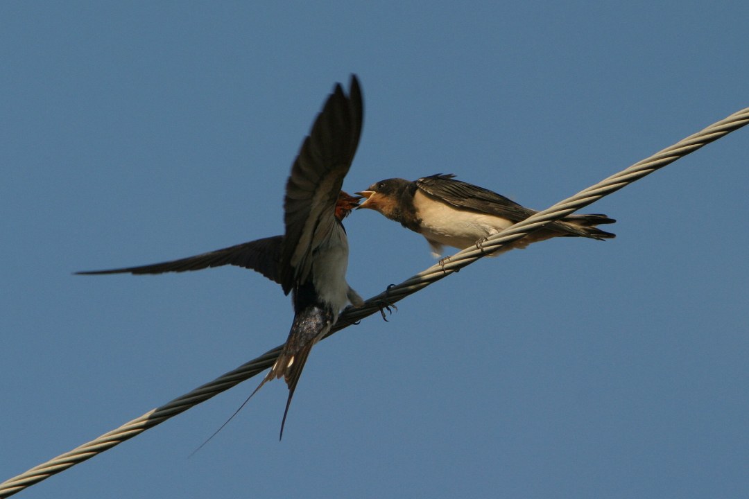 Zwei Rauchschwalben auf einer Stange | © Zdenek Tunka
