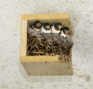Vier junge Rauchswalben sitzen eng beieinander in einem Nest aus Zweigen und Stroh, einem sogenannten Schwalbenwinkel | © Klaus Janke