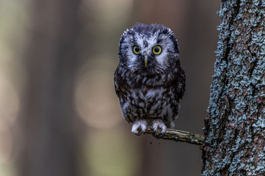 Raufußkauz | © Manfred Pfeffer