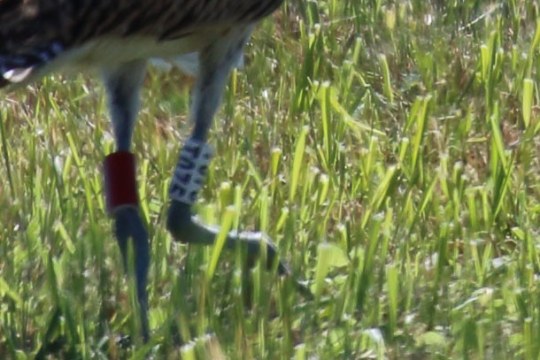 Ringnummer des Brachvogel T075 gecroppt |  © Rebecca Leiss