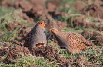 Zwei Rebhühner auf umgepflügten Acker | © Gunther Zieger