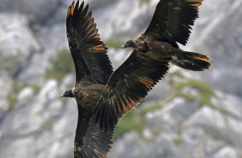 Dagmar und Recka im Parallelflug, Dagmar im Vordergrund | © Markus Leitner