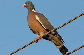 Ringeltaube auf Drahtseil | © Zdenek Tunka