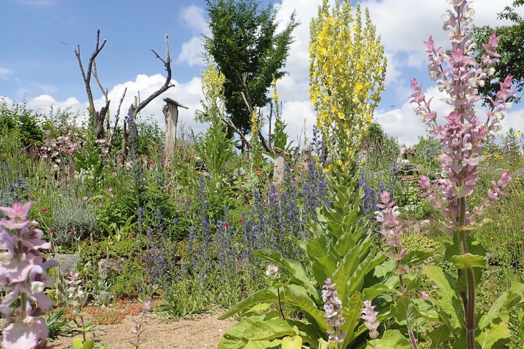 Artenreicher Naturgarten mit vielen bunten hitzebeständigen Stauden und Blumen und Totholz | © Birgit Helbig