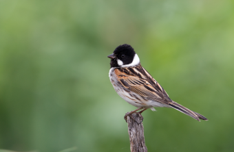 Rohrammer-Männchen auf einem Zaunpfahl | © Frank Derer