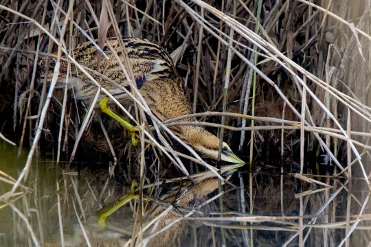 Rohrdommel steht im niedrigen Wasser im Schilf und sucht im Wasser nach Futter | © Gunther Zieger