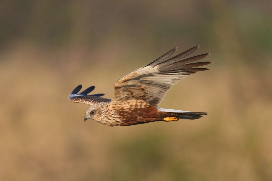 Rohrweihe im Flug | © Zdenek Tunka