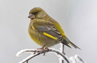 Grünfink auf einem mit Frost besetztem Ast | © Roland Bönisch