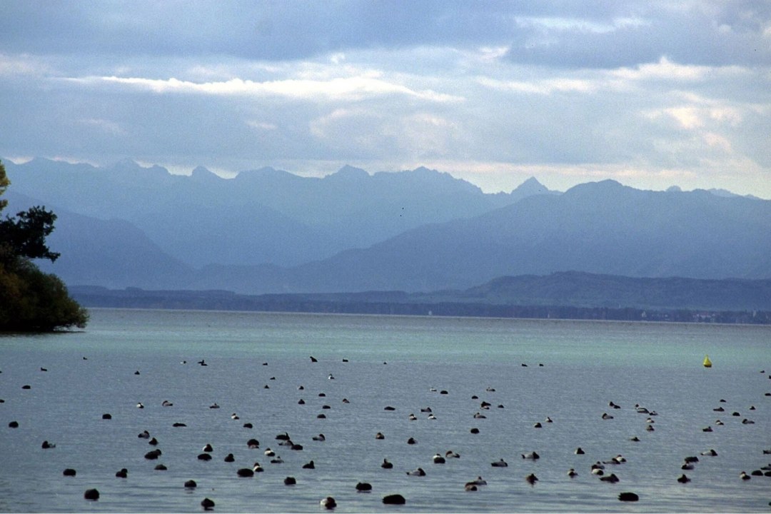 Enten schwimmen bei Roseninsel im Starnberger See | © A. Saitner