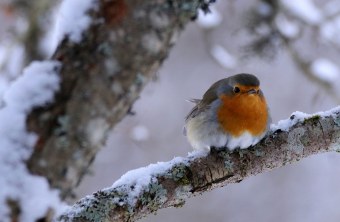 Rotkehlchen auf schneebedecktem Ast | © Gisela Cichy
