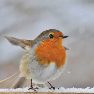 Rotkehlchen im Schnee | © Rolf Blesch