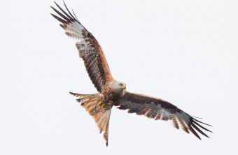 Rotmilan im Flug | © Marcus Bosch