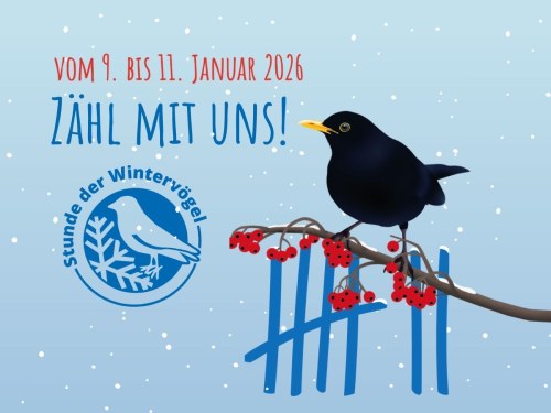 Website Banner Stunde der Wintervögel Motiv zentral