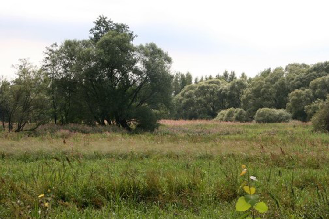 Schutzgebiet Suess Landkreis Amberg-Sulzbach  | © LBV