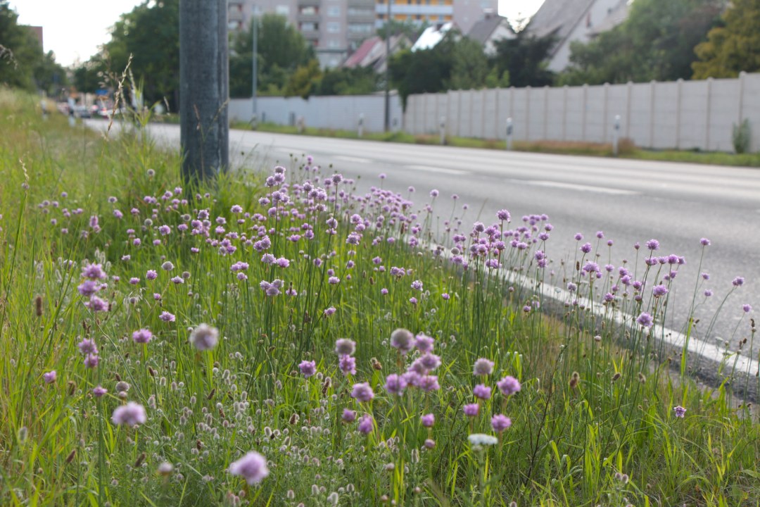 Sand-Grasnelke an einer Straße | © Julia Römheld
